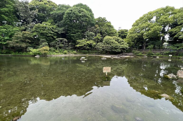 池