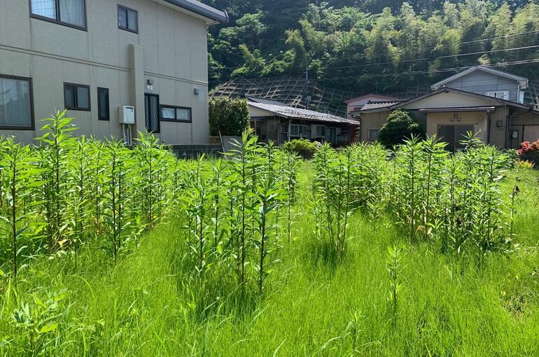 現地
