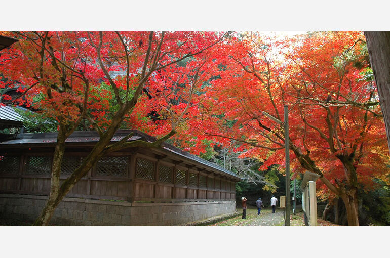 養父市