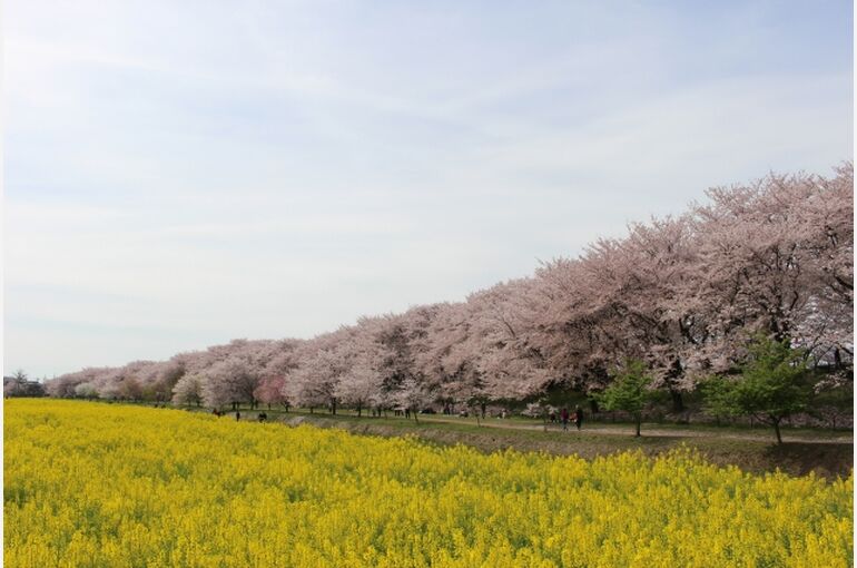幸手市